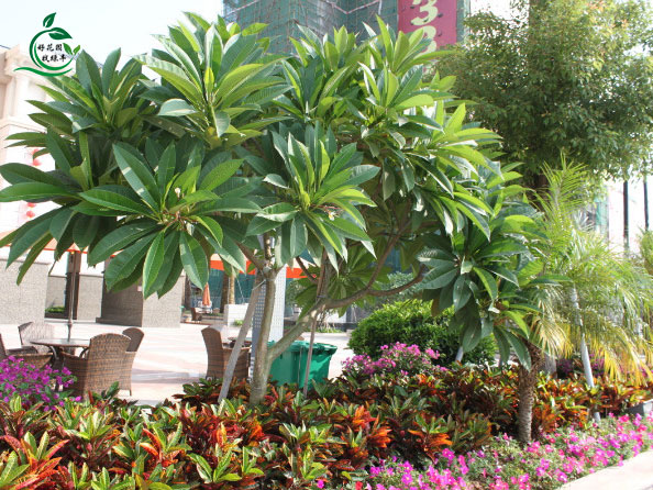 �۾���С���ھ�����